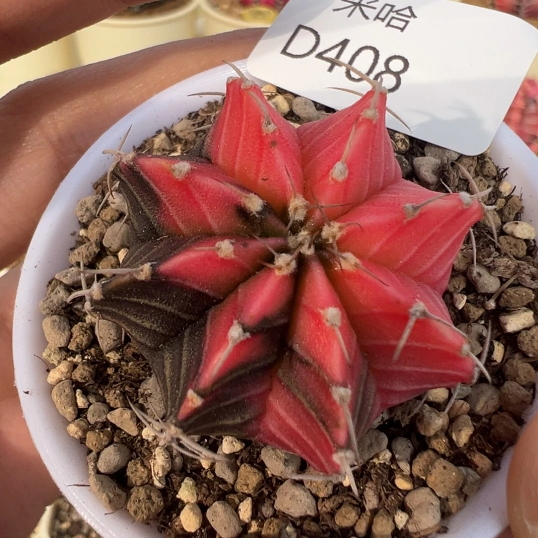 408 好看的米哈冲冲冲