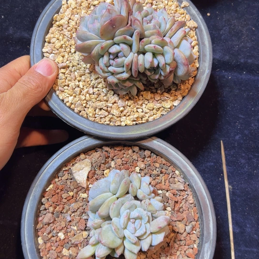 新年快乐 新年快乐