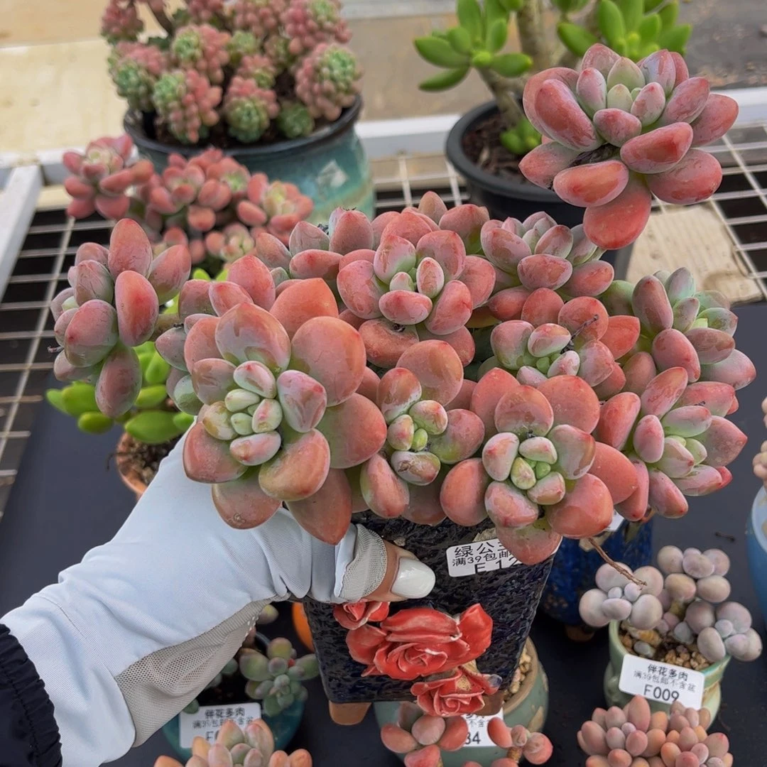 231-老桩洛神多肉15cm