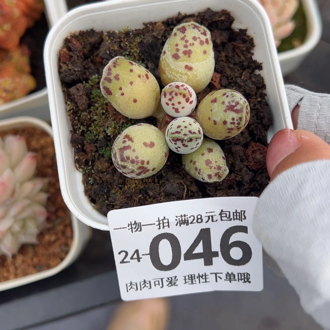 海豹多肉多肉多肉多肉