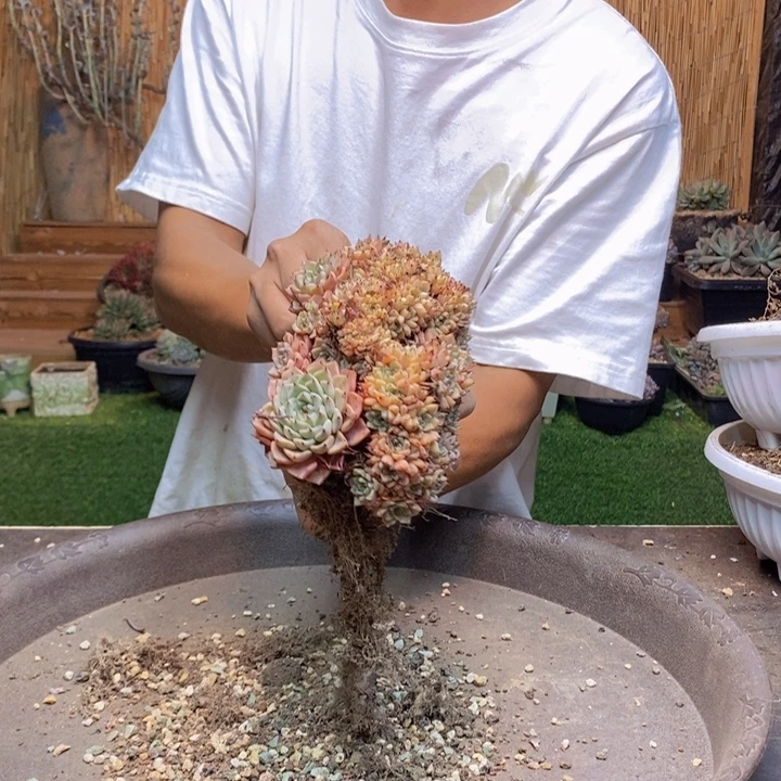 一***子988 号纱罗姬牡丹多肉