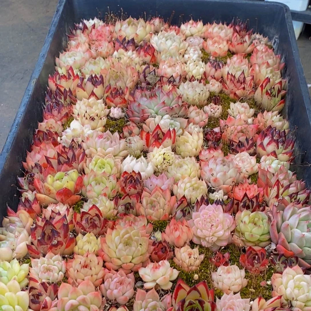 273多肉植物保护研究所所长