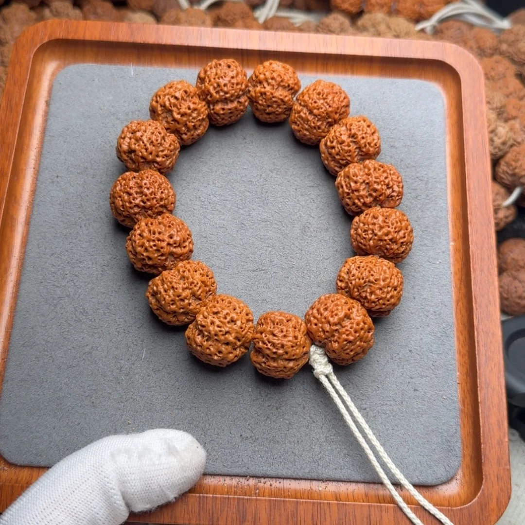 菩提菩提3号尼泊尔大金刚23五星蜂王