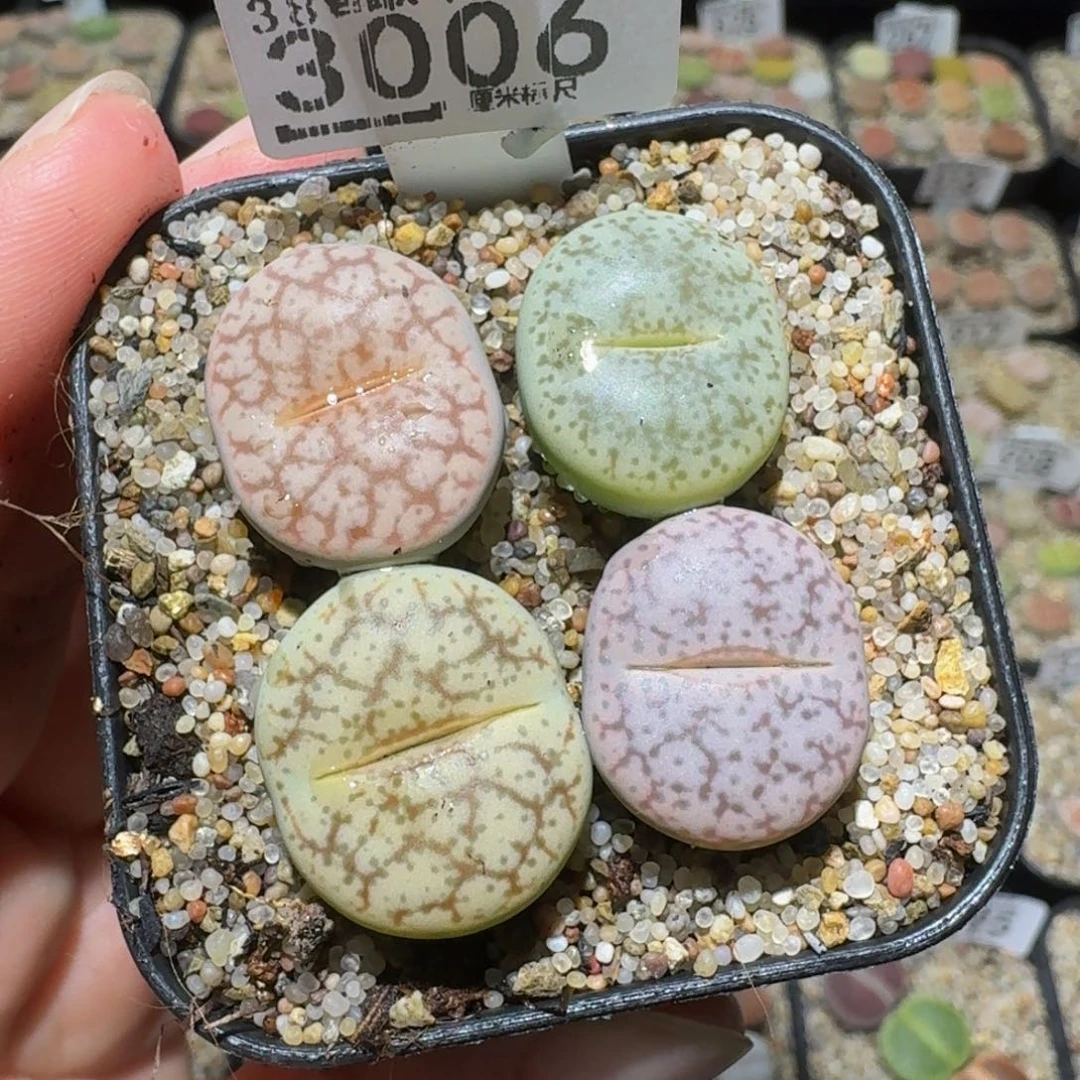 Ssss精品生石花3006