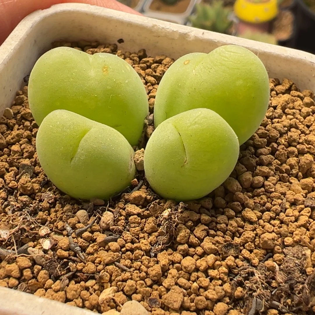 841多肉植物种类多样