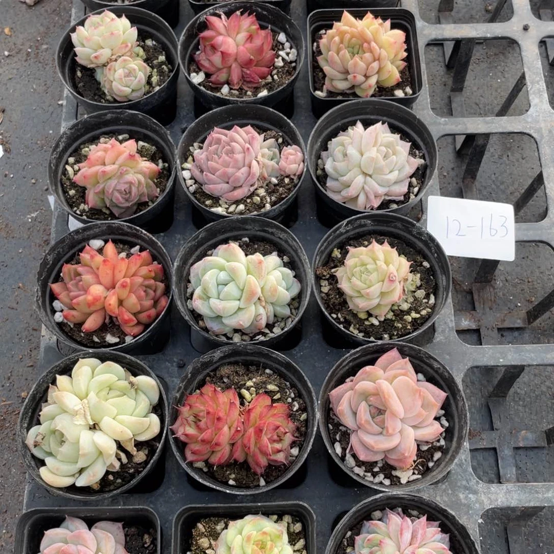 一物一拍18棵12-163