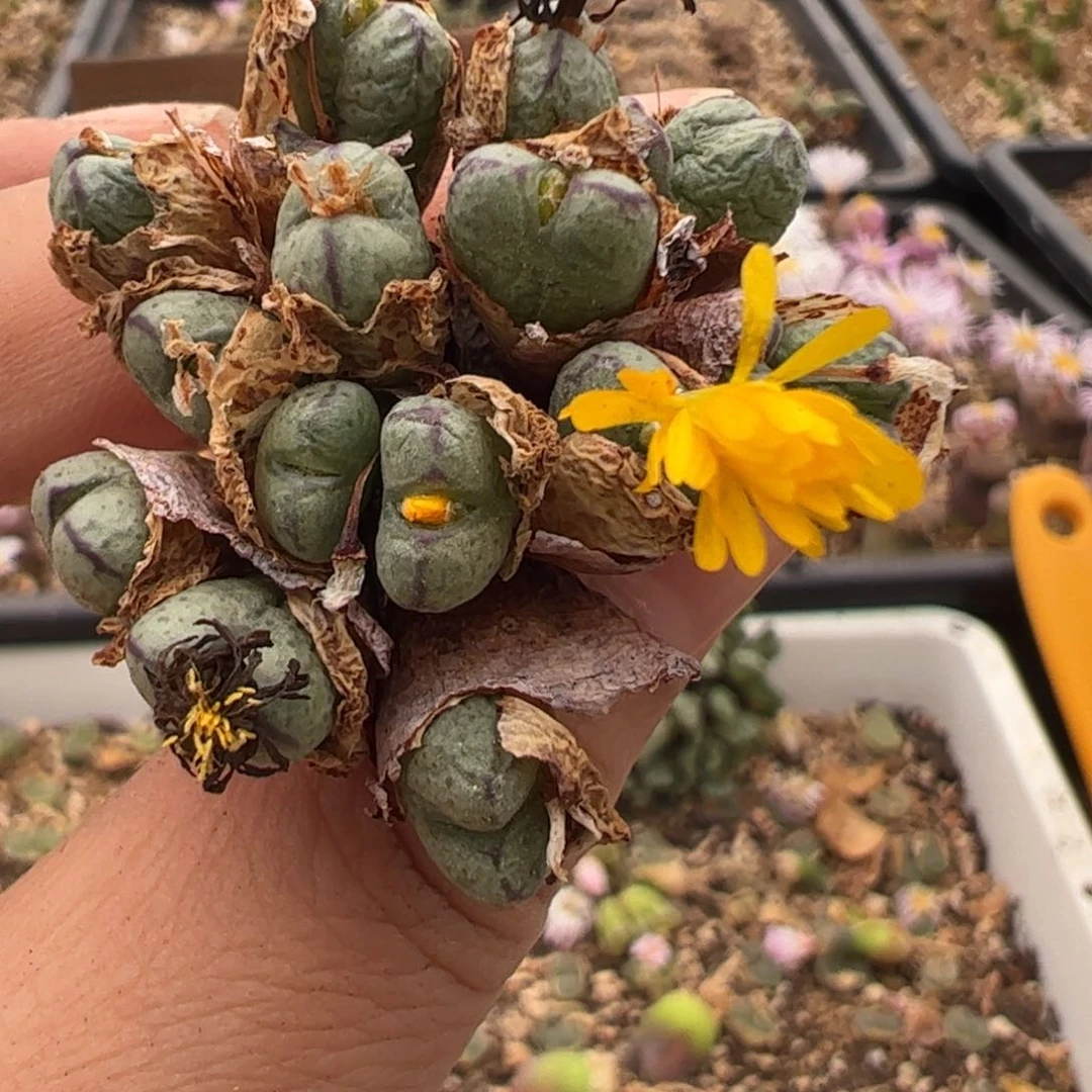 914 好看的多肉冲冲冲