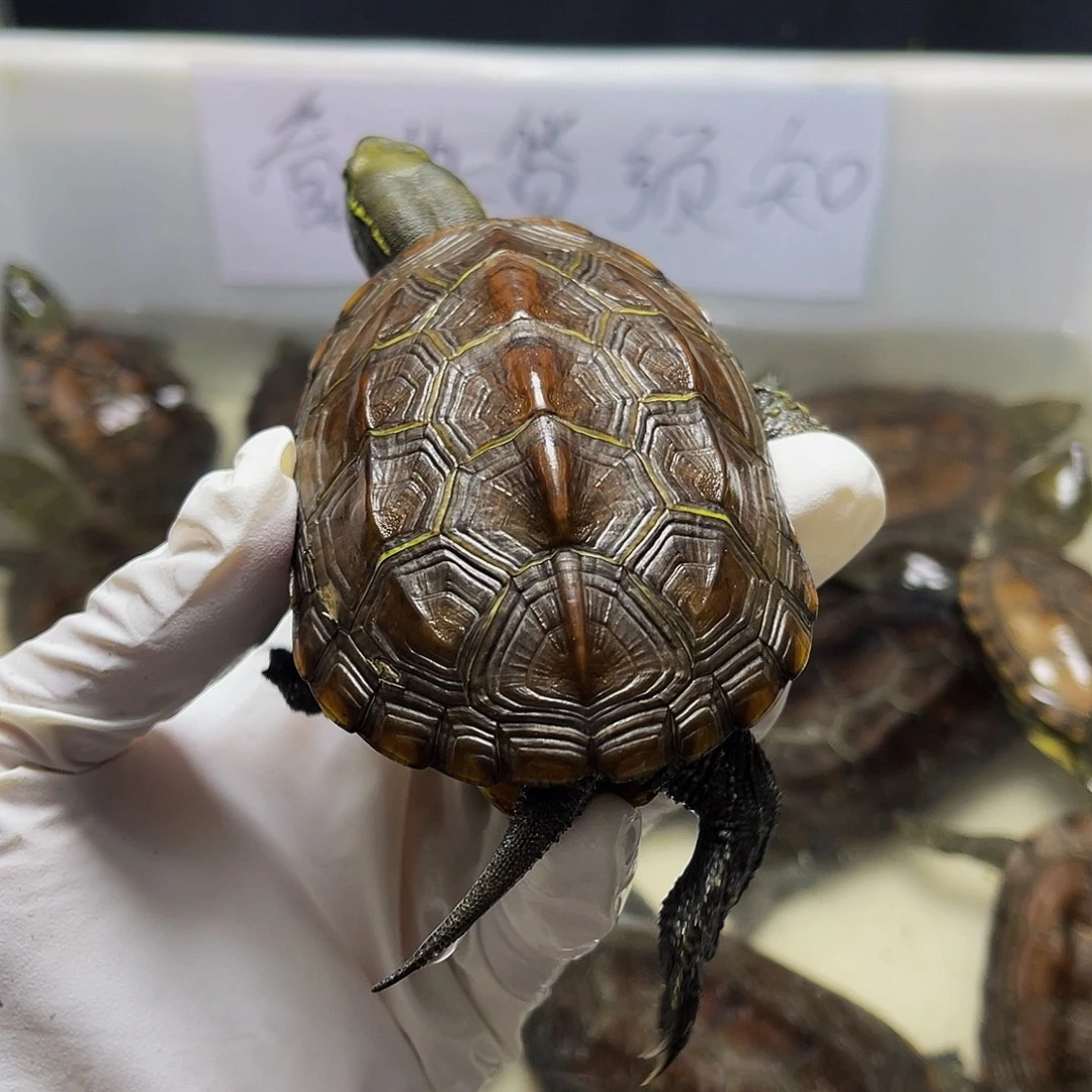 不分公母中华草龟