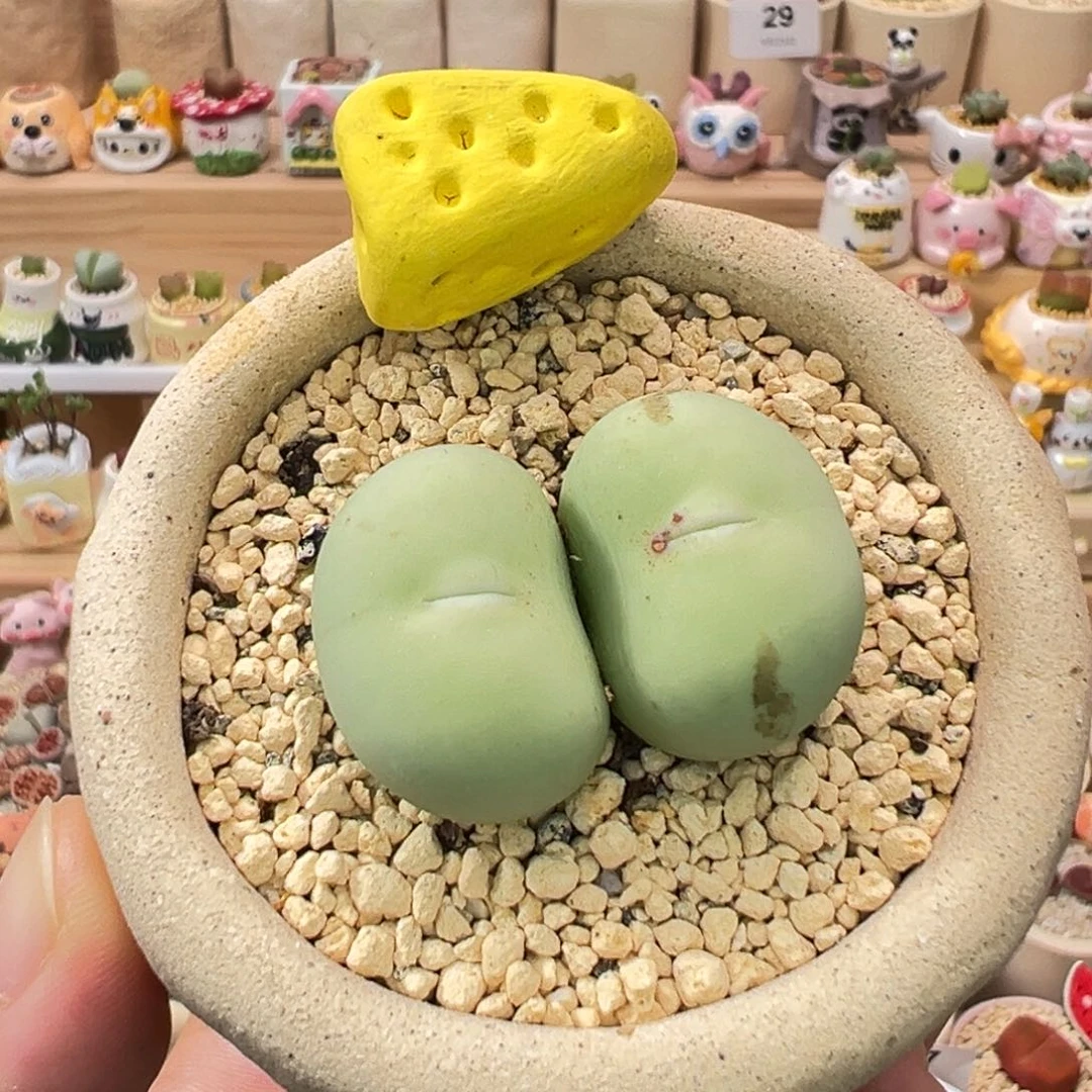 多肉植物46号双头鸽子蛋