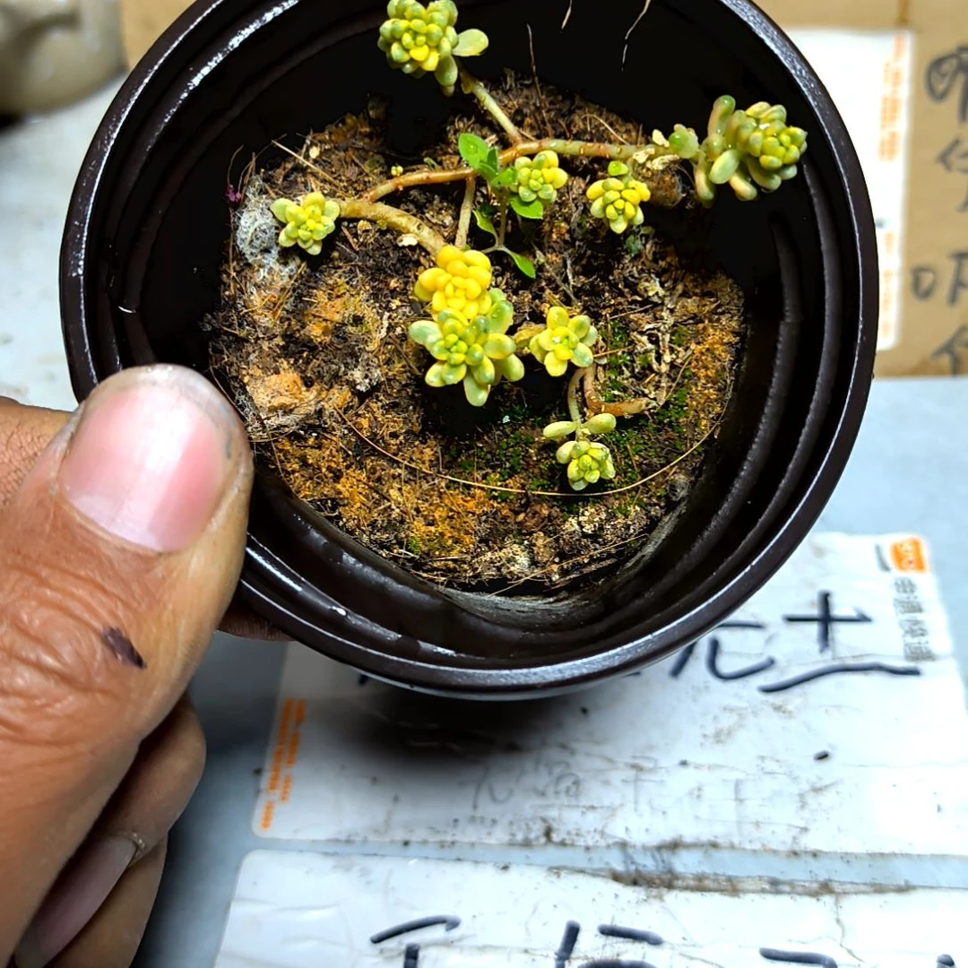 满6元包邮，糖米锦