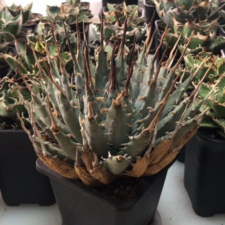 妖炎龙舌兰一物一拍