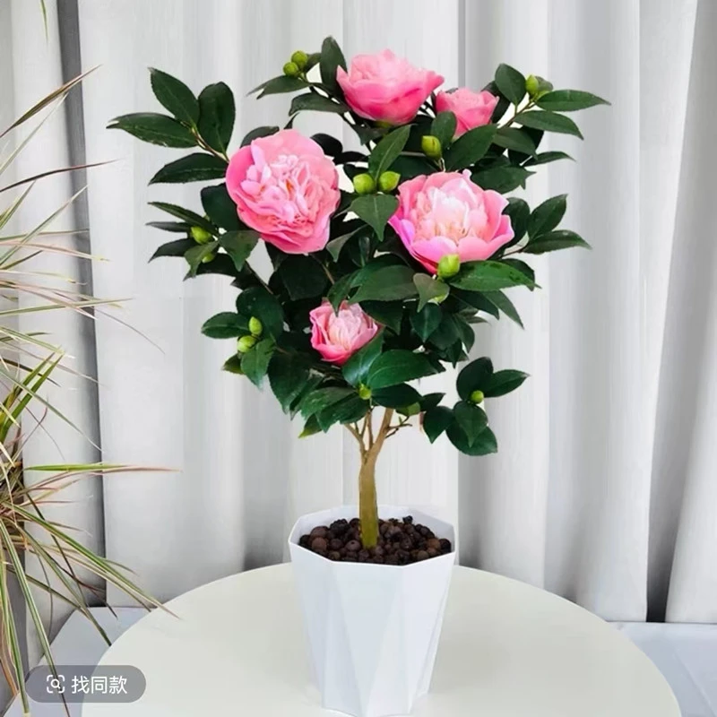 带花苞送花盆四季可养室内外的浓香型香妃茶花盆栽