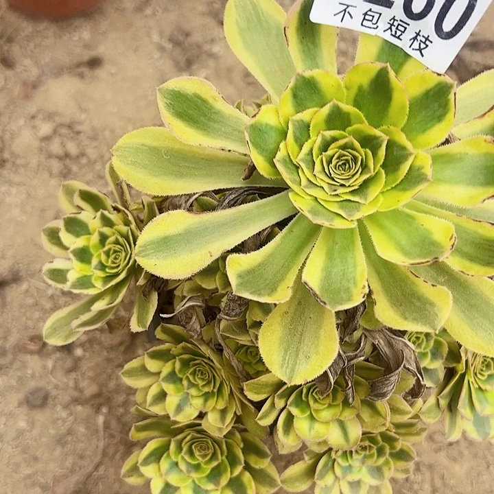 白兰地多肉植物1260