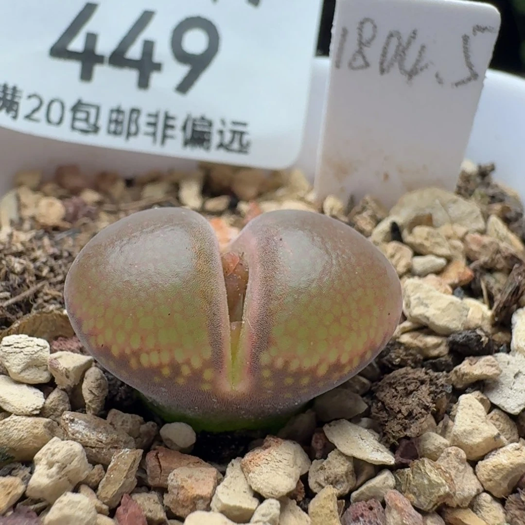 1804.5带盆土C10同属