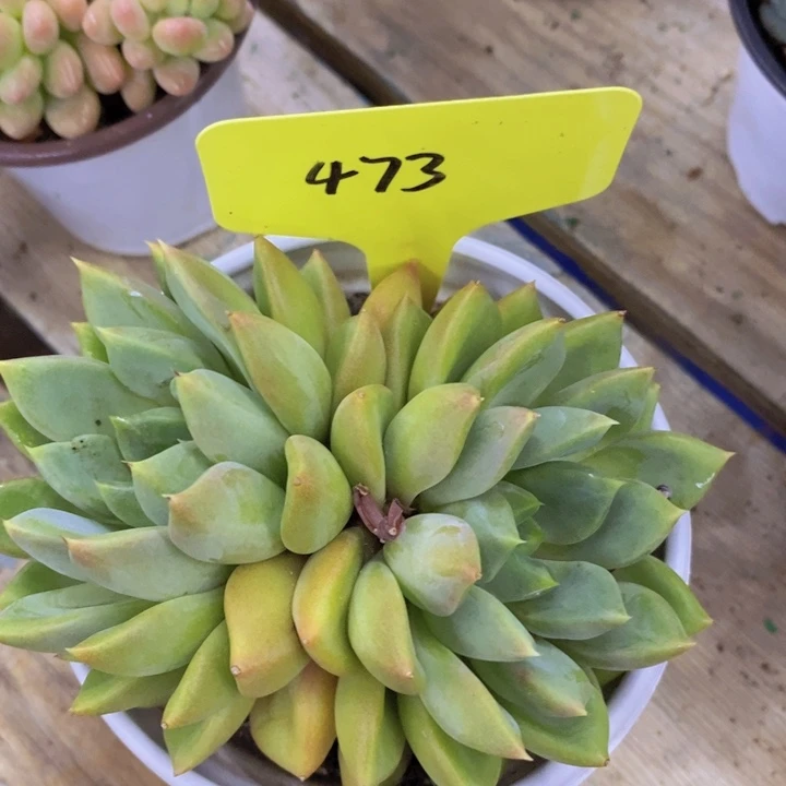 开心多肉植物多肉