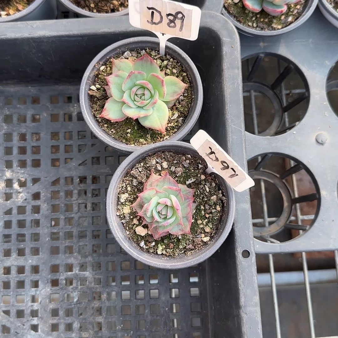 熊***毛D89-97惊鸿单头多肉