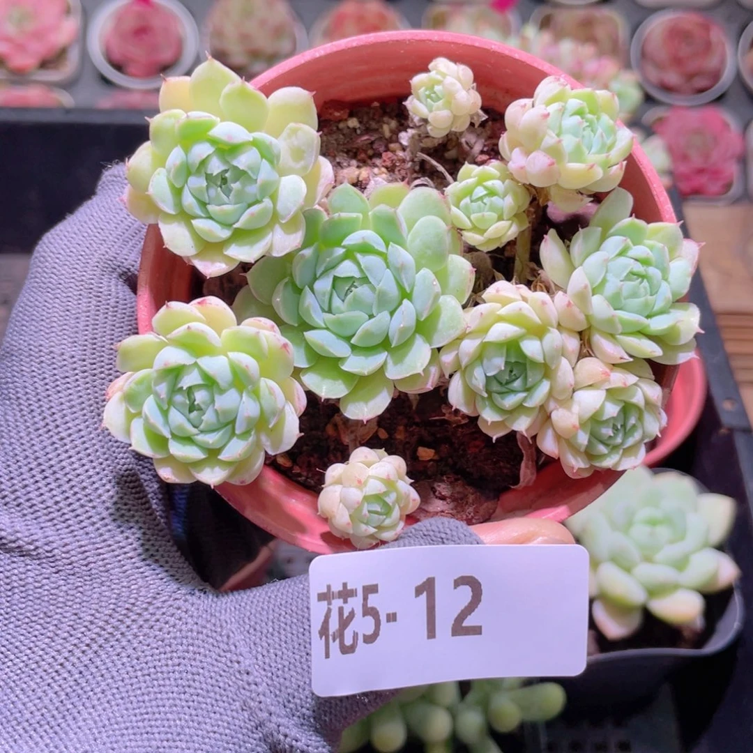 花利美 5-12羊脂球