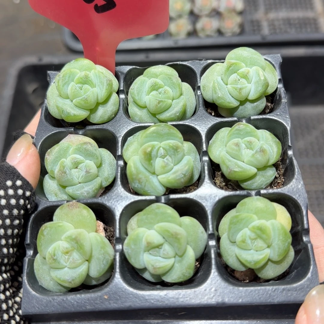 105小脸圆叶翡翠琥珀出心9颗