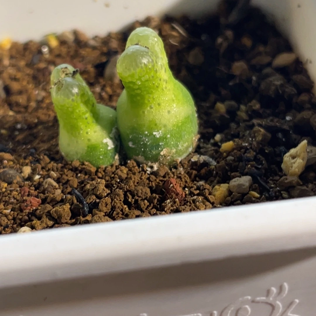 双头小葫芦植物一物一拍