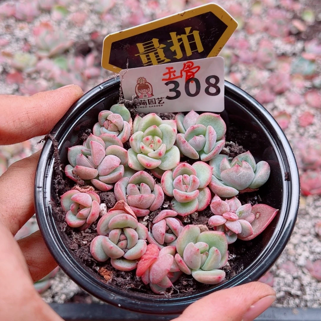 多肉植物多肉植物