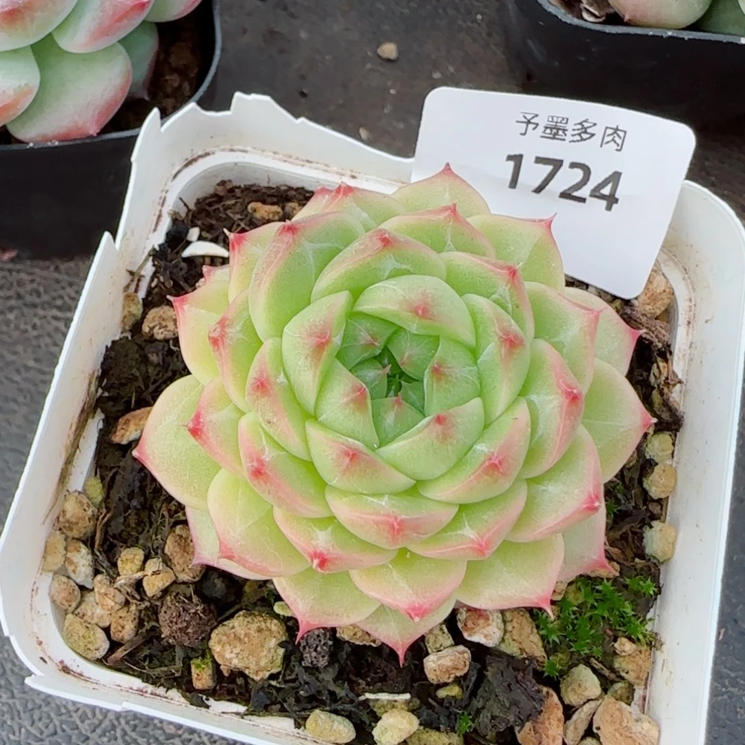 青梅，1724多肉植物