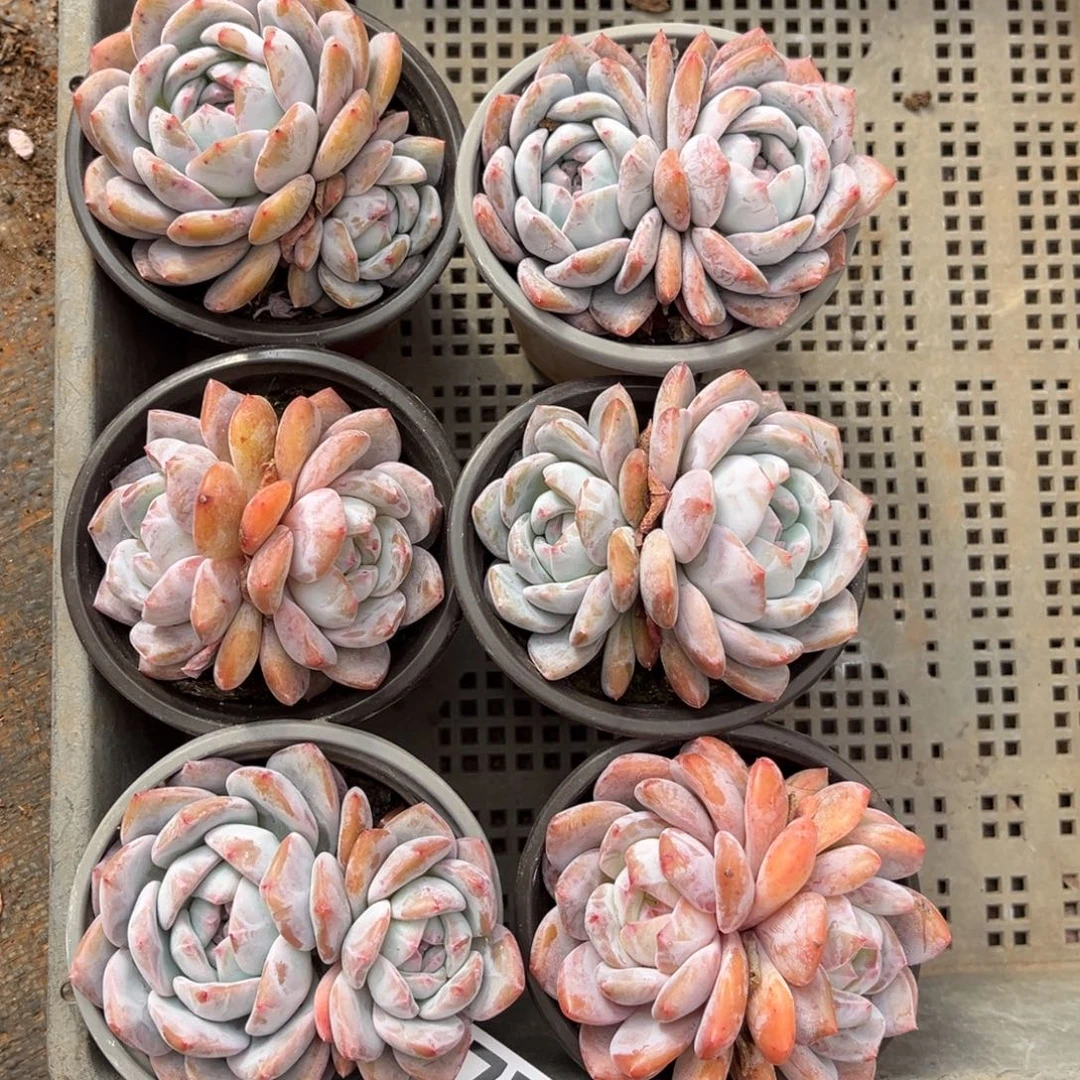 770号新疆西藏内蒙古不包邮的