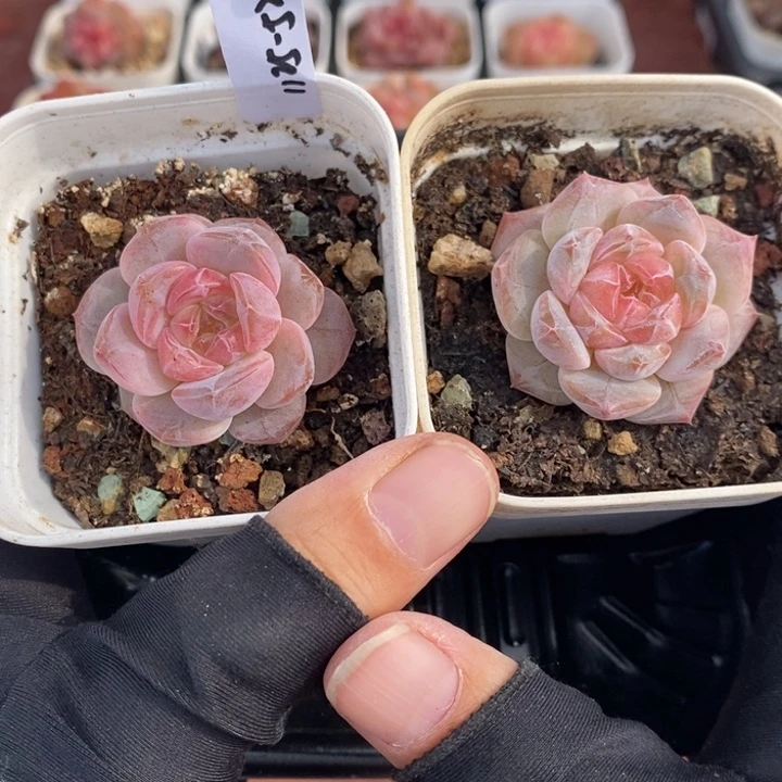 1125-524，粉魄2个