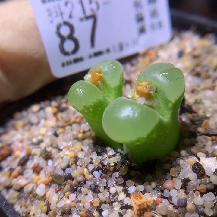 去****-精品生石花215.87