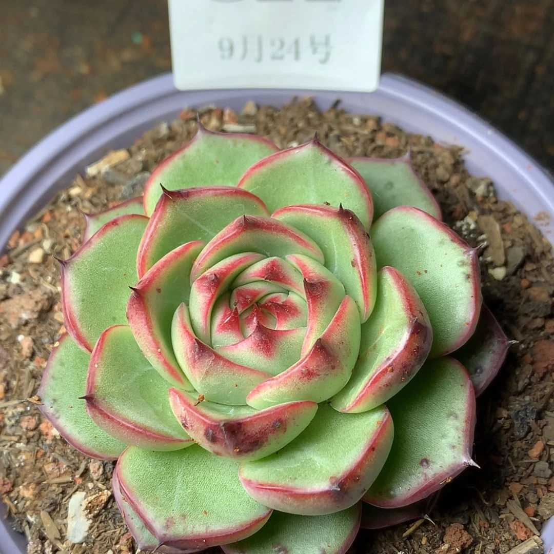 【闪购商品】云822号