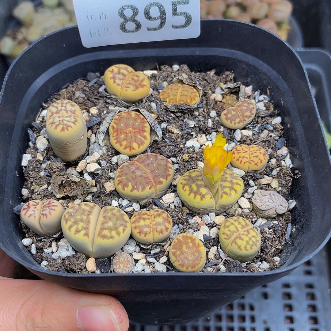 895000000000花花花花花花花花花