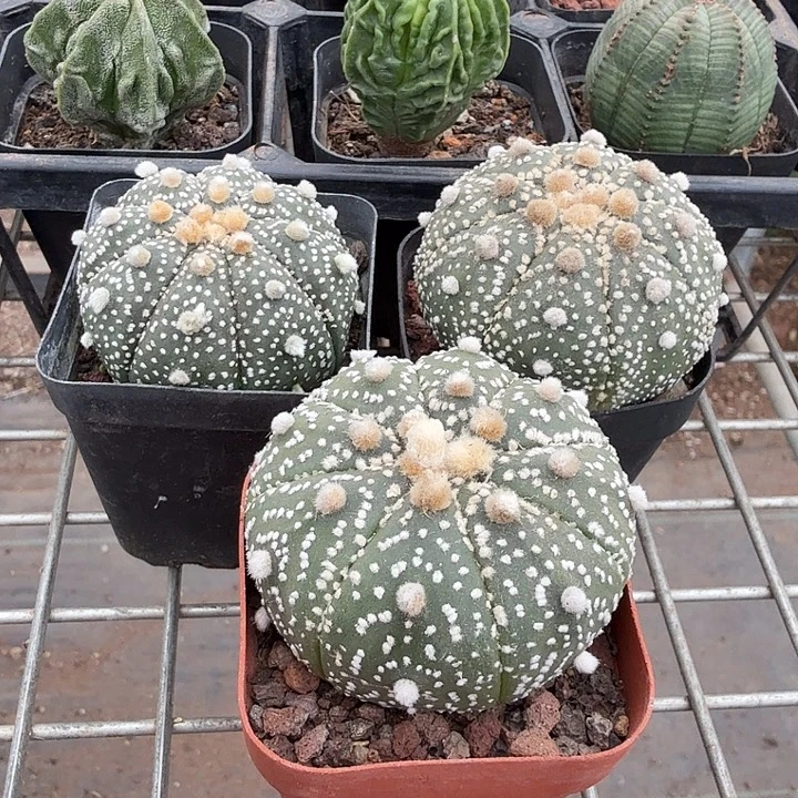 实生兜组合3颗仙人球