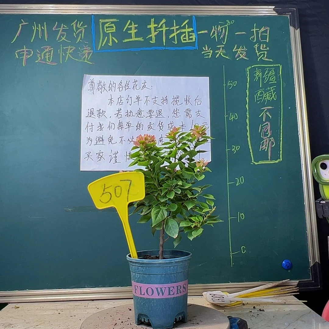 当前无花栽培后可以开花塔橙 507