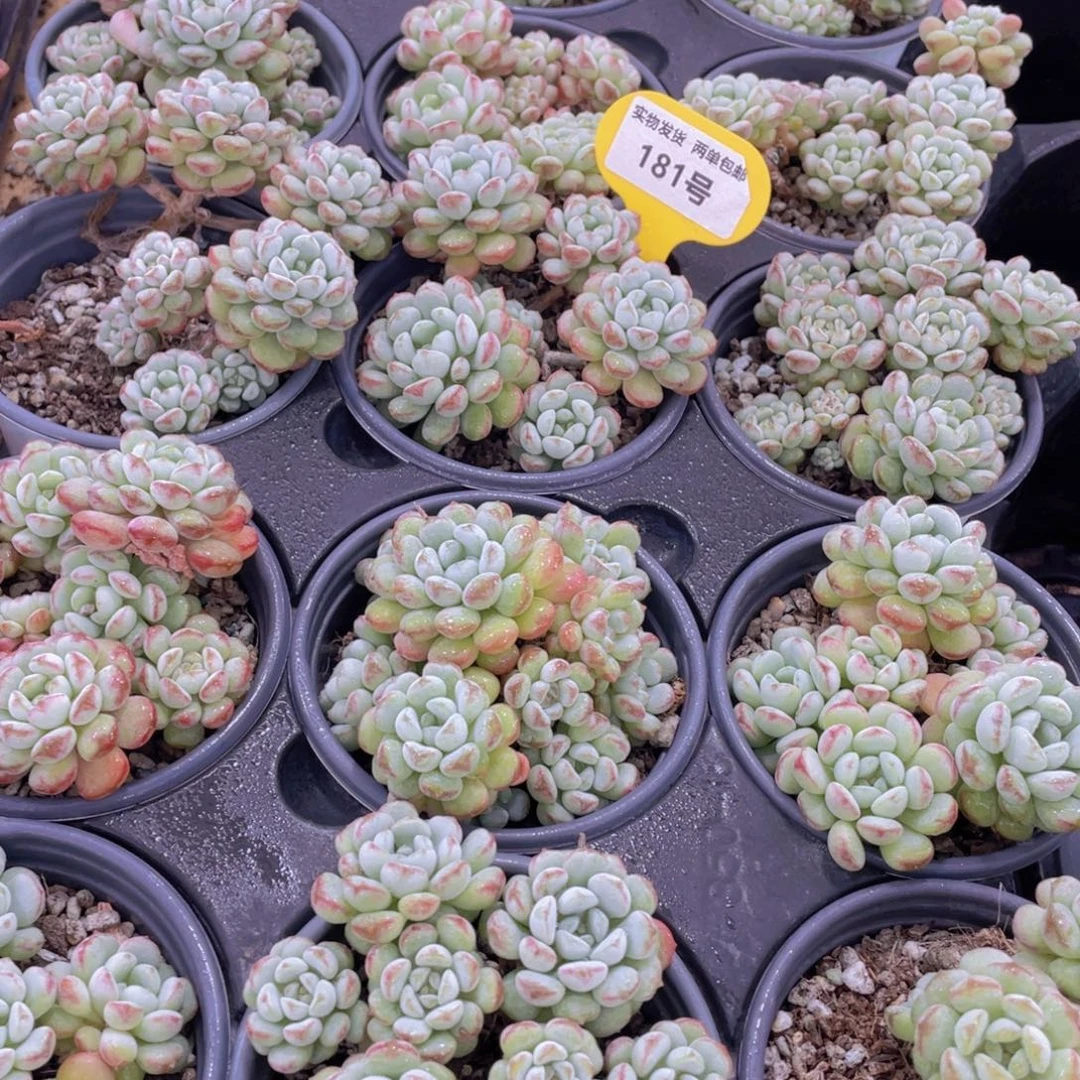 181号 萌豆老桩大群生一个