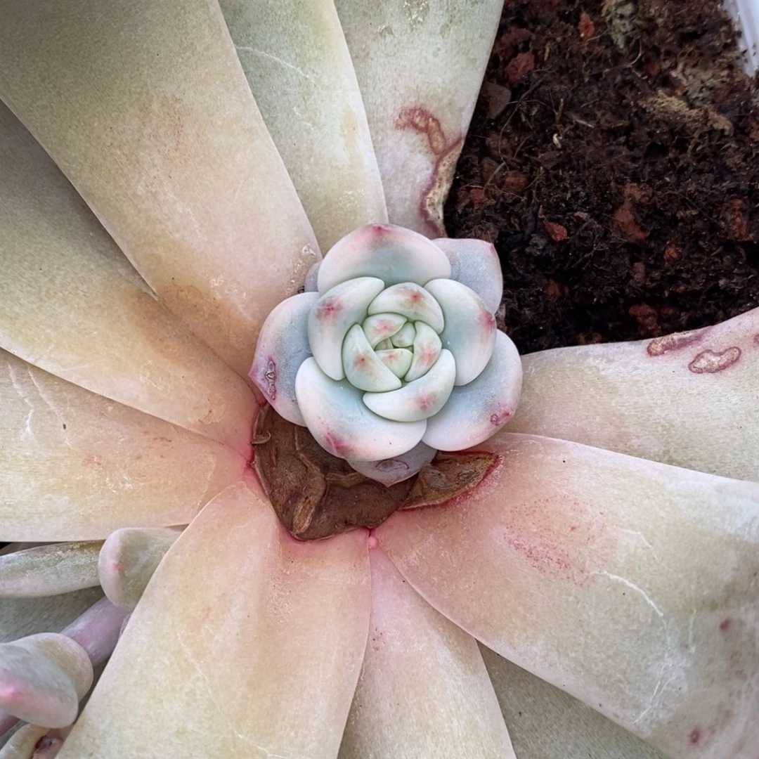 兜****）梦露锦多肉植物