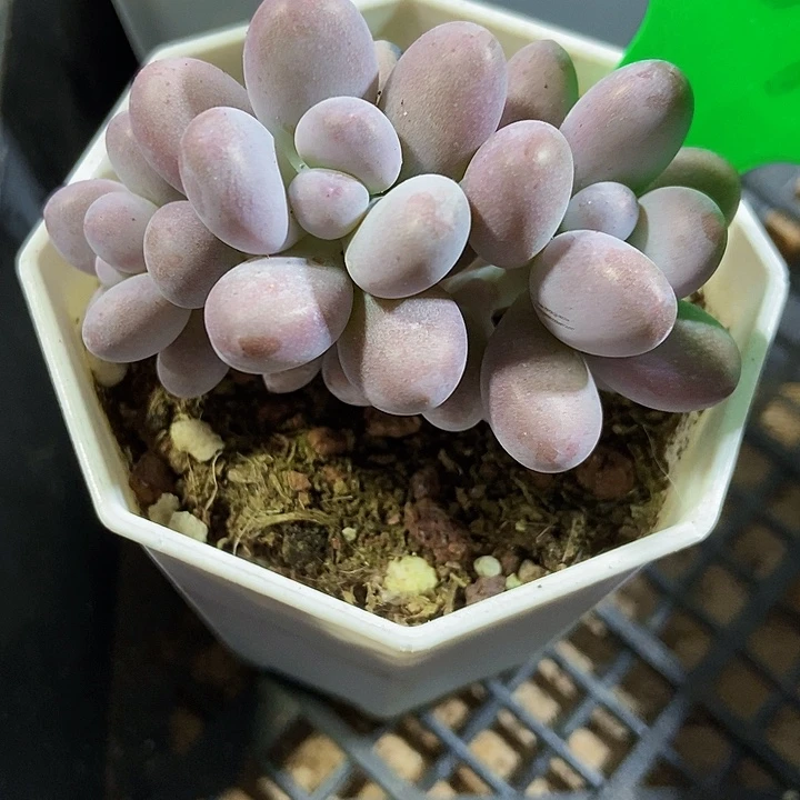 多肉植物橙雪球969