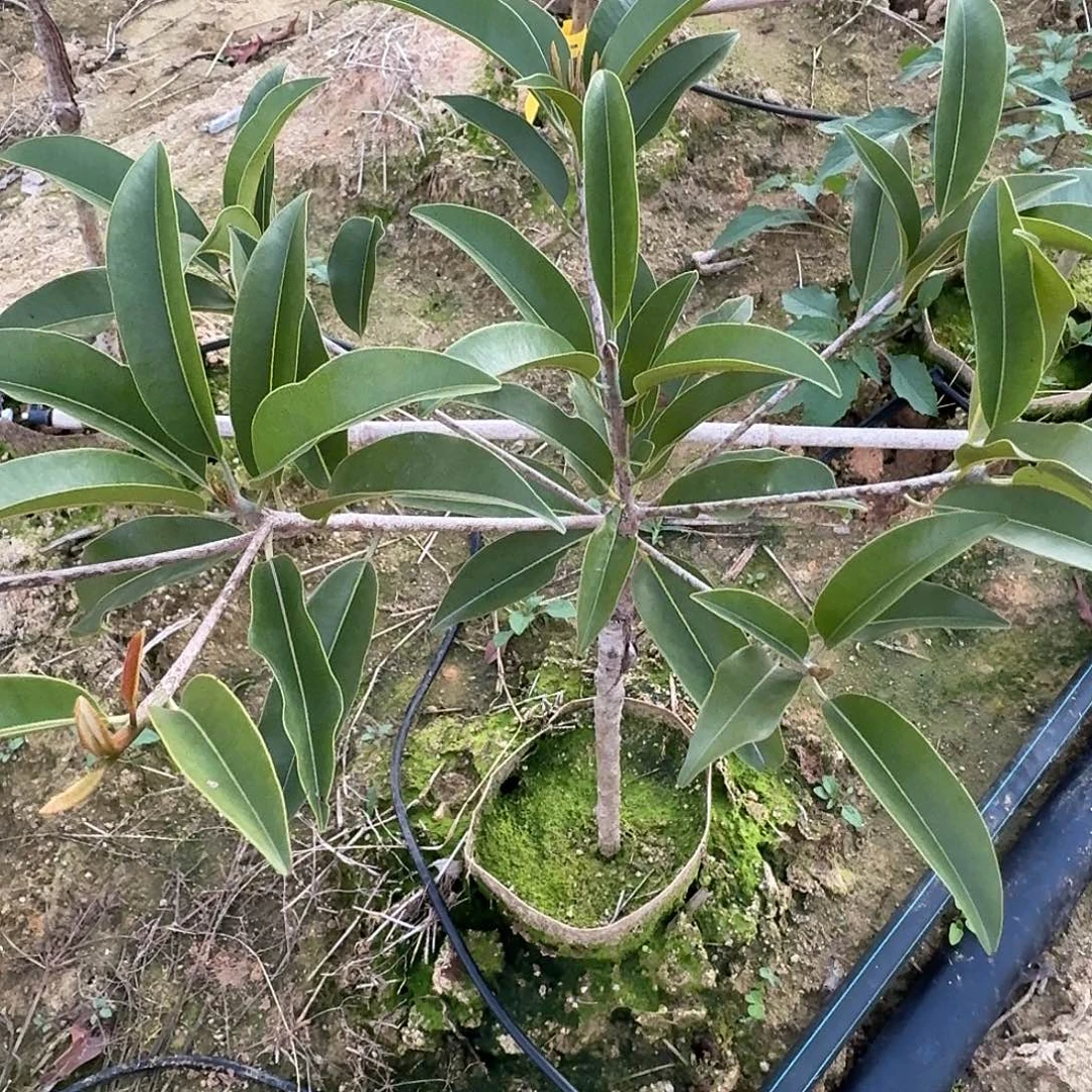 陈***成当前无花栽培后可以开花墨西哥