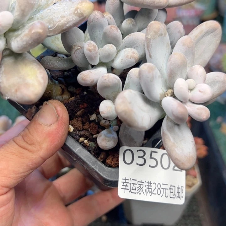 一***子幸运的是我的朋友