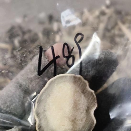 岁***人鹿角鹿角鹿角鹿角鹿角鹿角