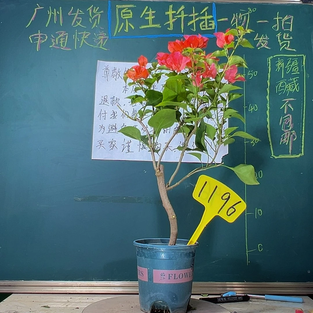 当前无花栽培后可以开花绿叶夕阳红1196