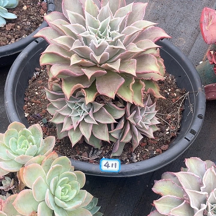 411饺子皮一物一拍多肉