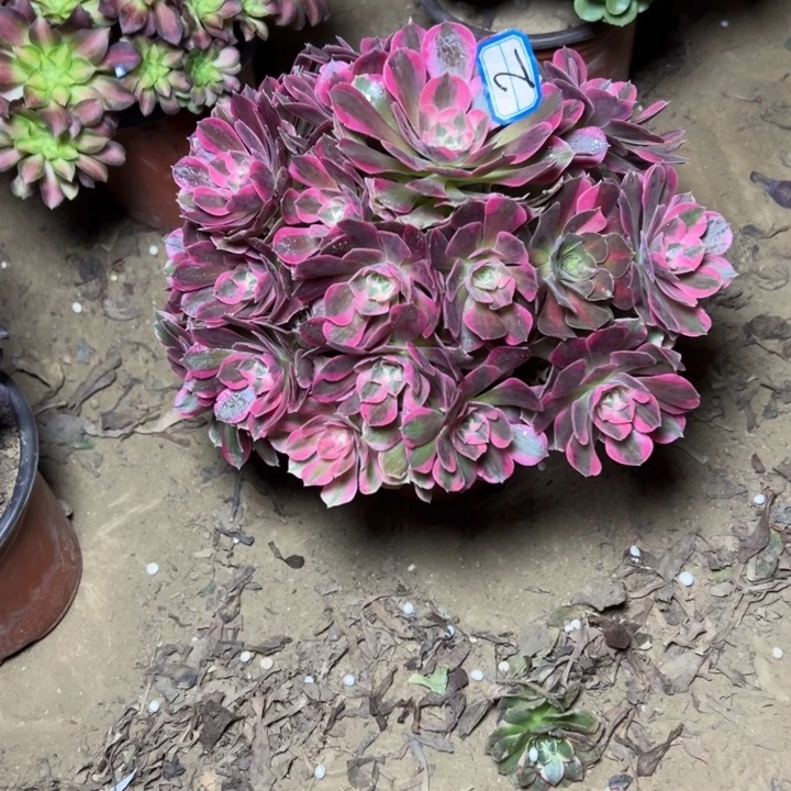 多肉植物粉妖月2法师