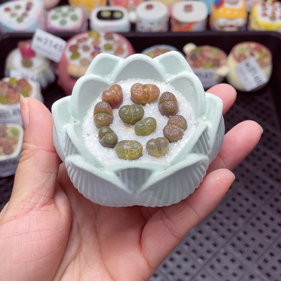 w3151 -零下地区拍保温箱-15支持寄养