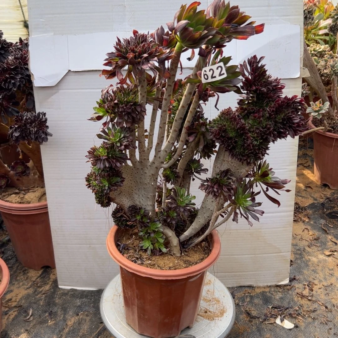 有伤黑缀622高38