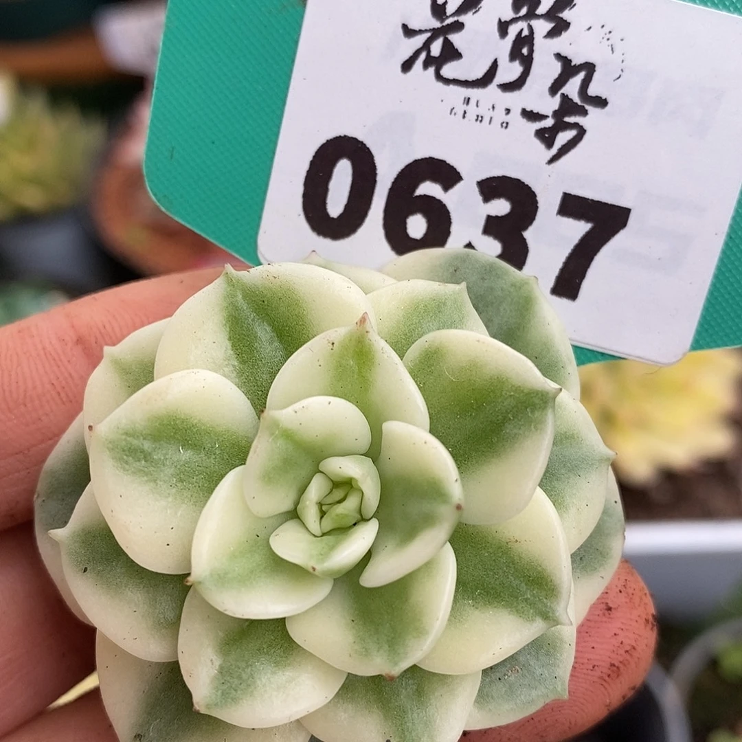 637头盖哈哈哈哈哈