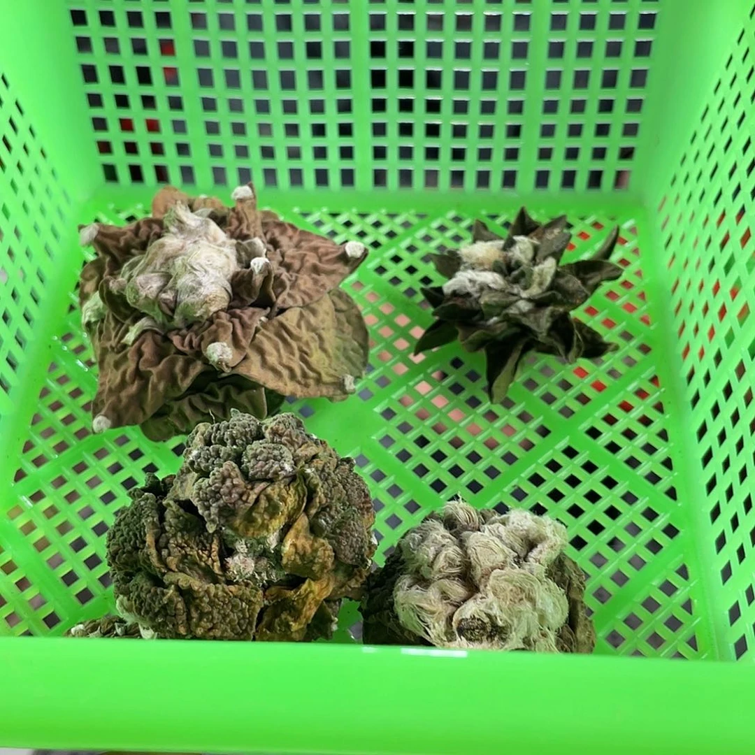 6号酸菜福利筐拍无根1筐