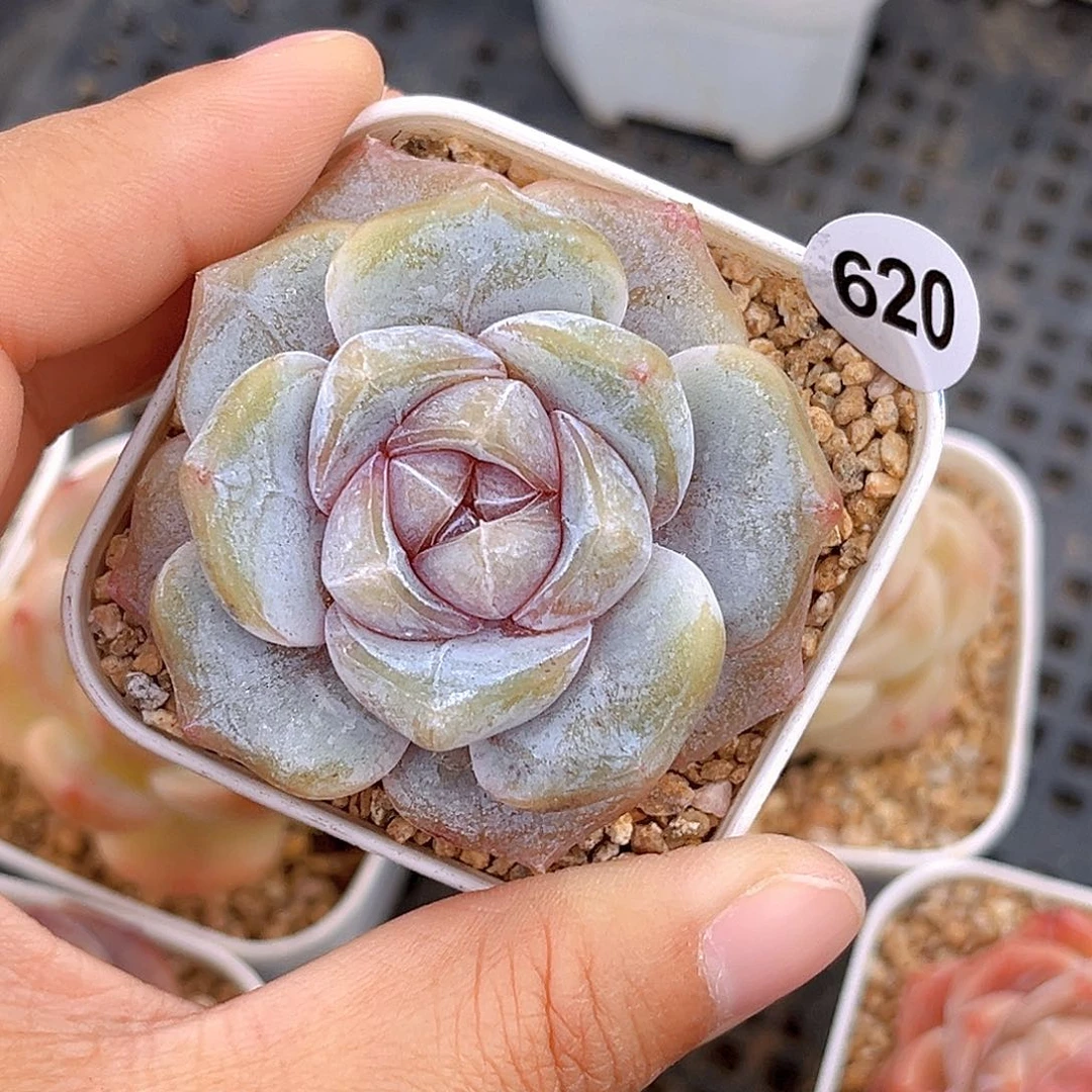 620 汉堡珍妮 满18包邮