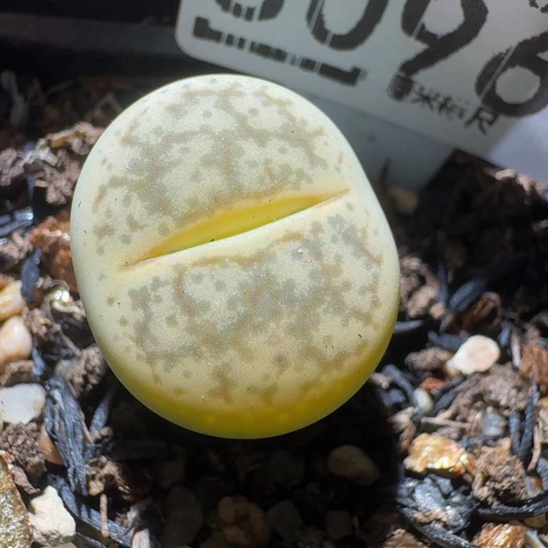 绝绝绝子生石花3096