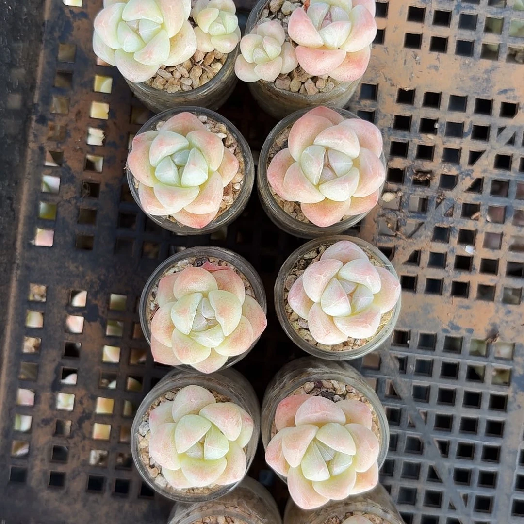 多肉10颗一组小的