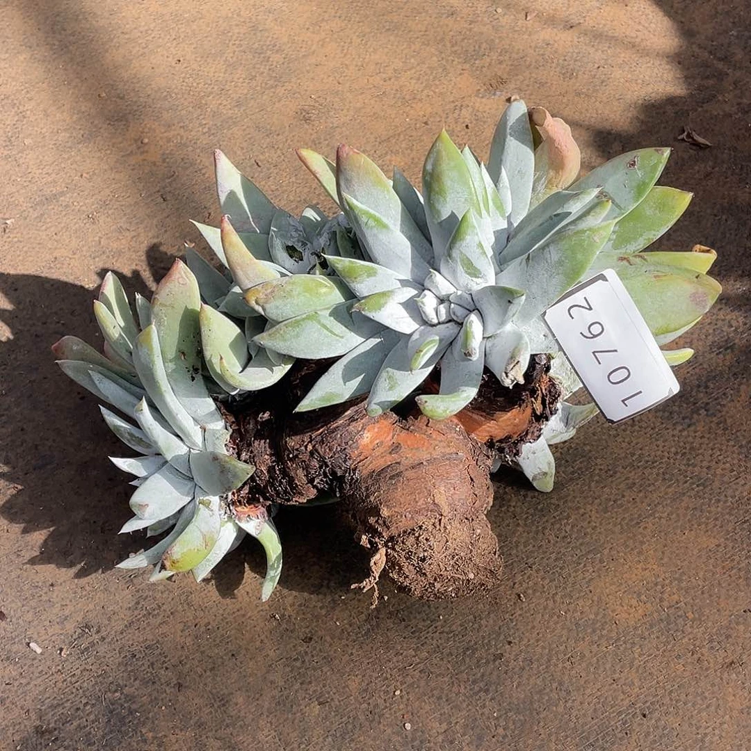 雨*瑕疵特价不售后10762