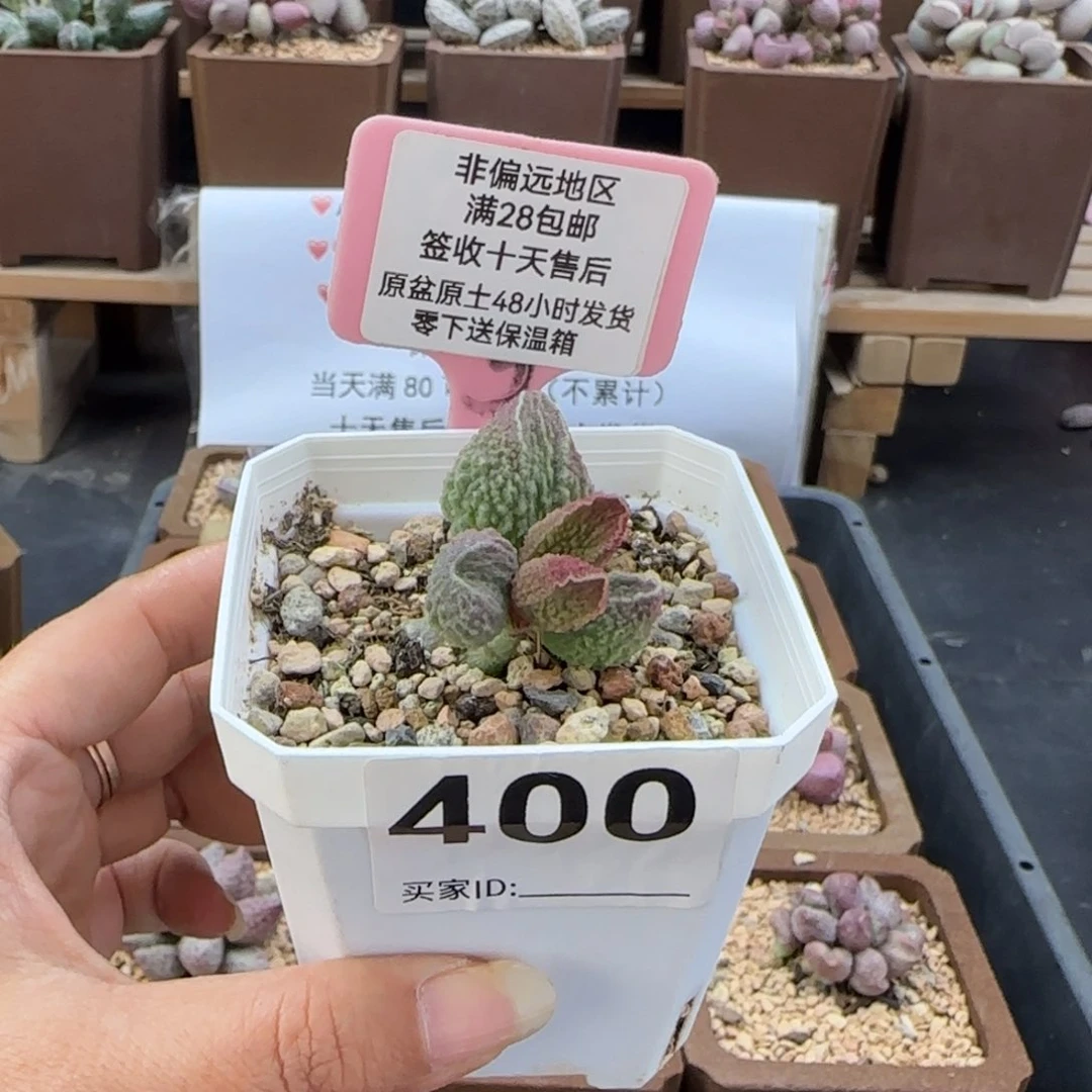 图*朵400胖伍多肉植物